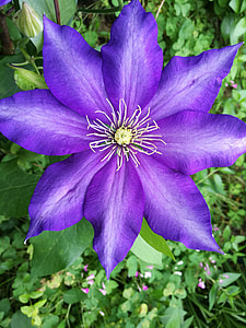 Clematita, Flowers thumbnail