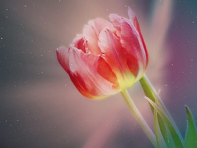 close-up photography of pink tulip in bloom thumbnail