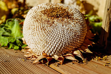 round gray plant on brown wooden surface in selective focus photography thumbnail