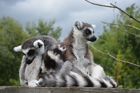 shallow focus photography of gray lemurs beside tree branch thumbnail