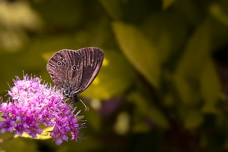 brown butterfly perched on purple clustered flower thumbnail