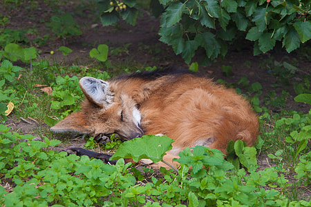 brown fox lying on ground thumbnail