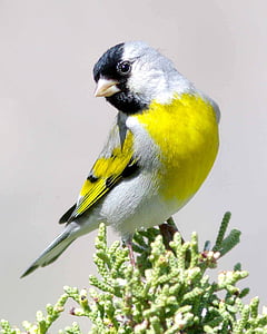 close up photography of white, yellow, and black bird thumbnail