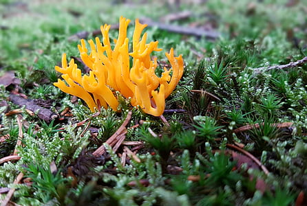 yellow leafed plant thumbnail