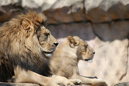 lion and lioness sitting near rock thumbnail