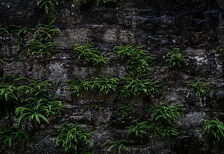 Green Plants thumbnail