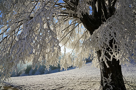 white leafed tree thumbnail
