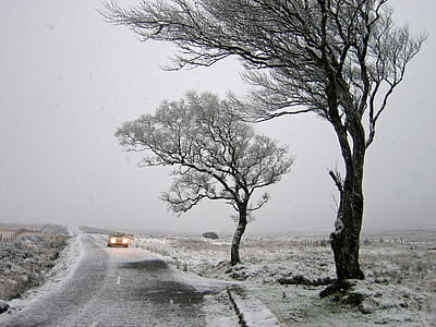 two leafed trees during winter thumbnail