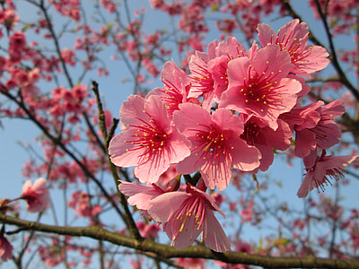 pink flowers in shallow photo thumbnail
