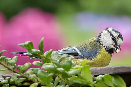 focus photo of yellow bird perched on wooden surface thumbnail
