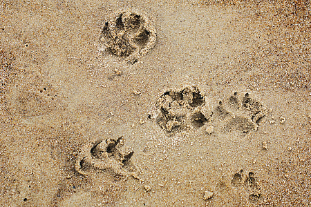 pop prints on brown sand thumbnail