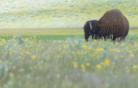 brown bison on yellow flower field at daytime thumbnail