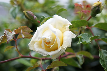 selective focus photography of white rose flower thumbnail