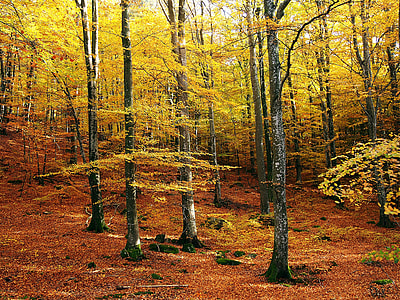 yellow tree on forest thumbnail