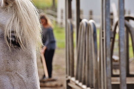 close up photo of horse head thumbnail