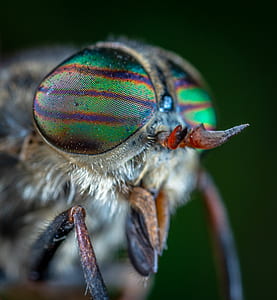 macro photo of white moth thumbnail