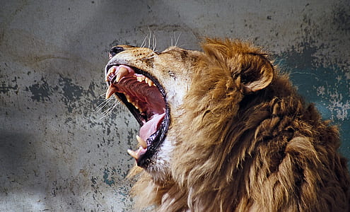 wildlife photography of lion howling thumbnail