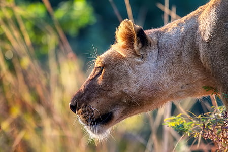brown lioness thumbnail