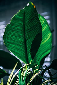 nature, garden, plant, leaves thumbnail
