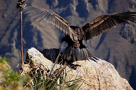 brown and black vulture perched on rock thumbnail