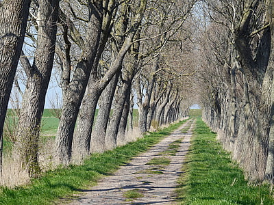 vehicle road between leafless tree thumbnail