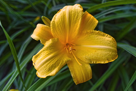 yellow daylily flower in close-up photography thumbnail