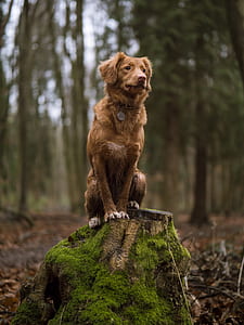 short-coated brown dog standing on chopped tree thumbnail