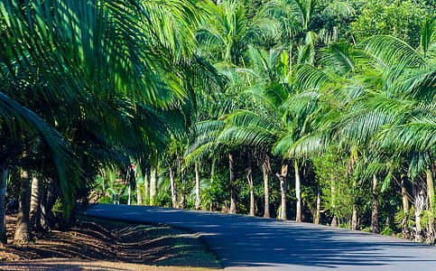Gray Concrete Road Between Green Palm Tress thumbnail