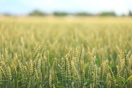 grain field thumbnail
