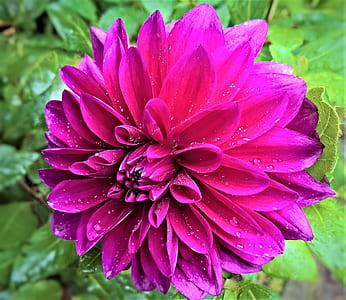 selective focus photography of pink Dahlia flower thumbnail