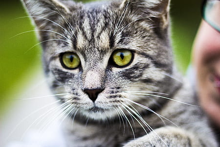 gray tabby cat close-up photo thumbnail