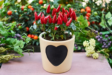 red chili peppers in plant pot thumbnail