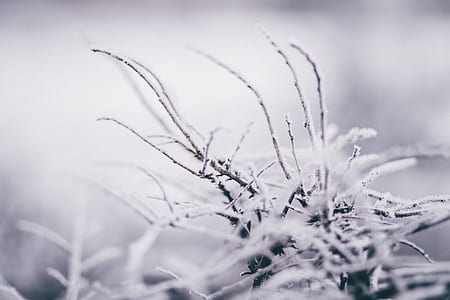 selective photo of twigs thumbnail