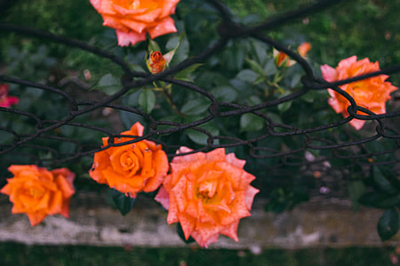 Fence with Flowers thumbnail