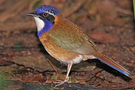 blue and brown bird on wood thumbnail