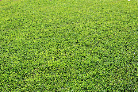 green grass field thumbnail