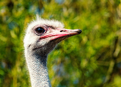 closeup photo of ostrich thumbnail