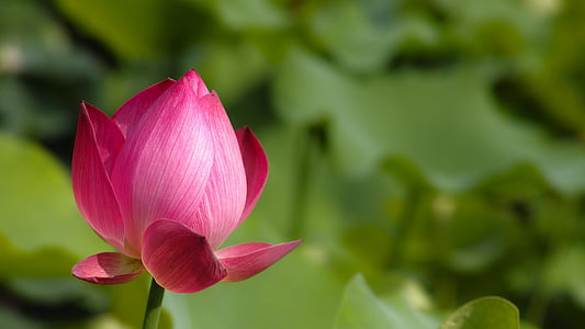 pink lotus flower blossom in selective focus photography thumbnail
