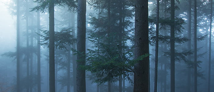 green leaf trees covered with fogs thumbnail