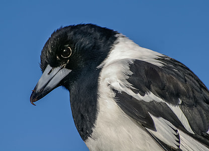 white and black crow thumbnail