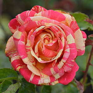 selective focus photography of pink rose thumbnail