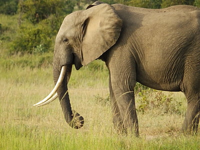 gray elephant surrounded by grass during daytime thumbnail