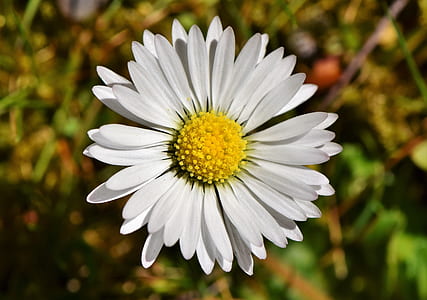 closeup photo of white petaled flower thumbnail
