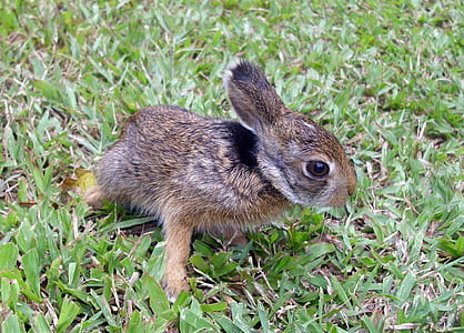 brown rabbit thumbnail