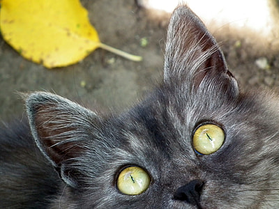 photography of brown Persian cat thumbnail