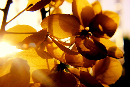 Photography of Petal Flower thumbnail