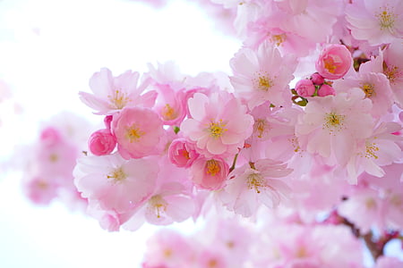 cherry blossom thumbnail