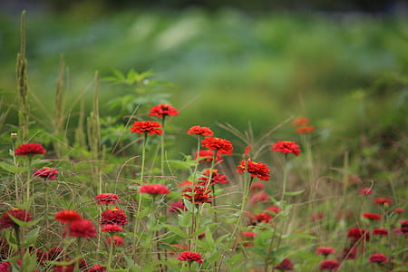 selective focus photography red petaled flower thumbnail