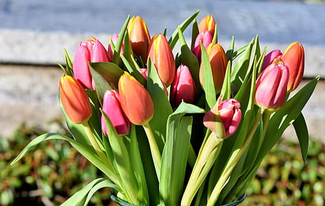 close-up photo of pink and orange tulip flowers at daytime thumbnail