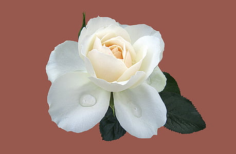 close-up photo of white rose thumbnail